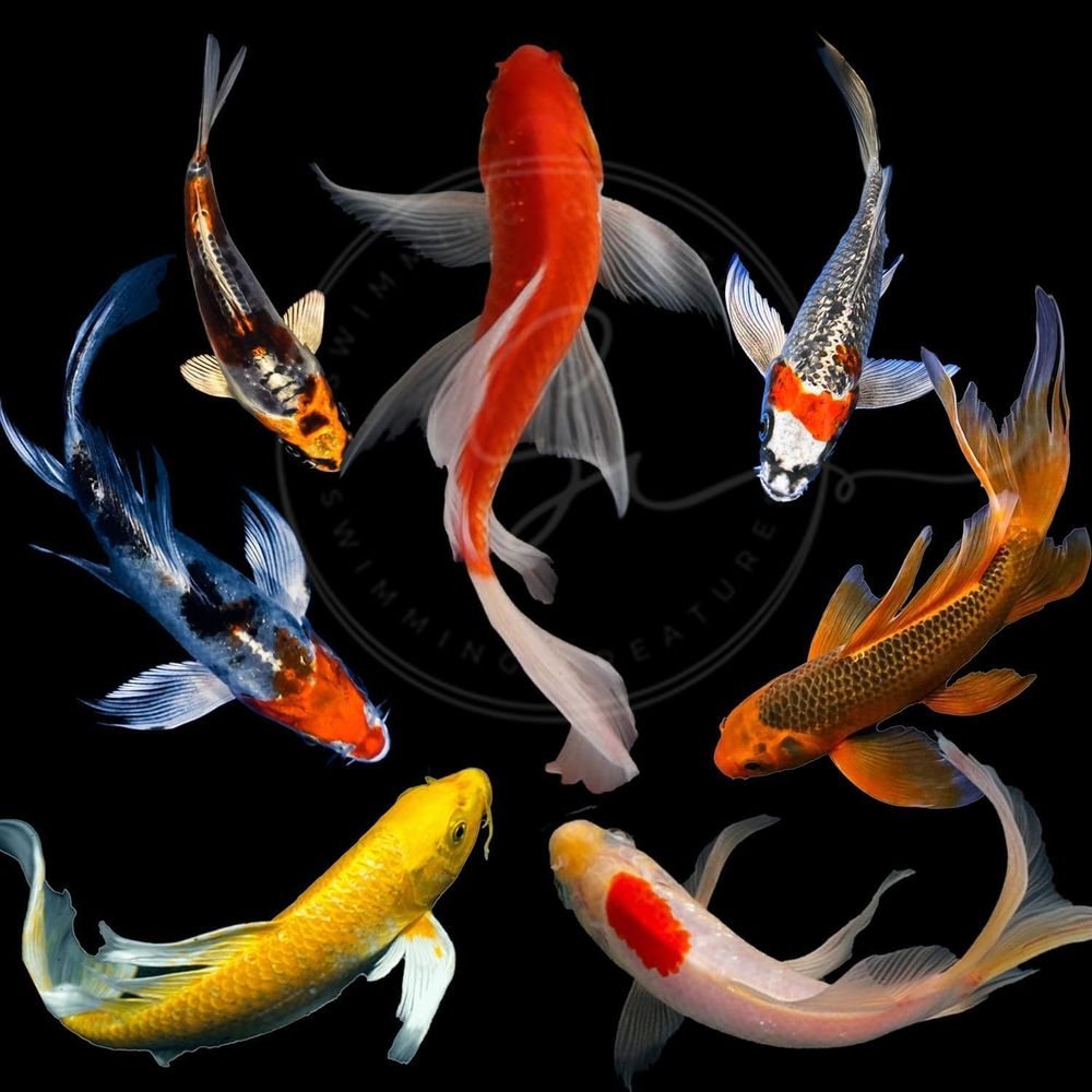 Aquarium Fish In Pond - Assorted Colors Live Koi Fish for