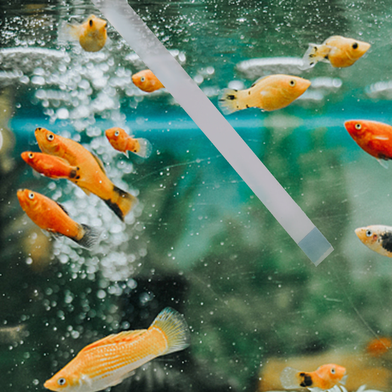 Aquarium Fish In Pond - Swimming Pool Testing Strips Hot Tub