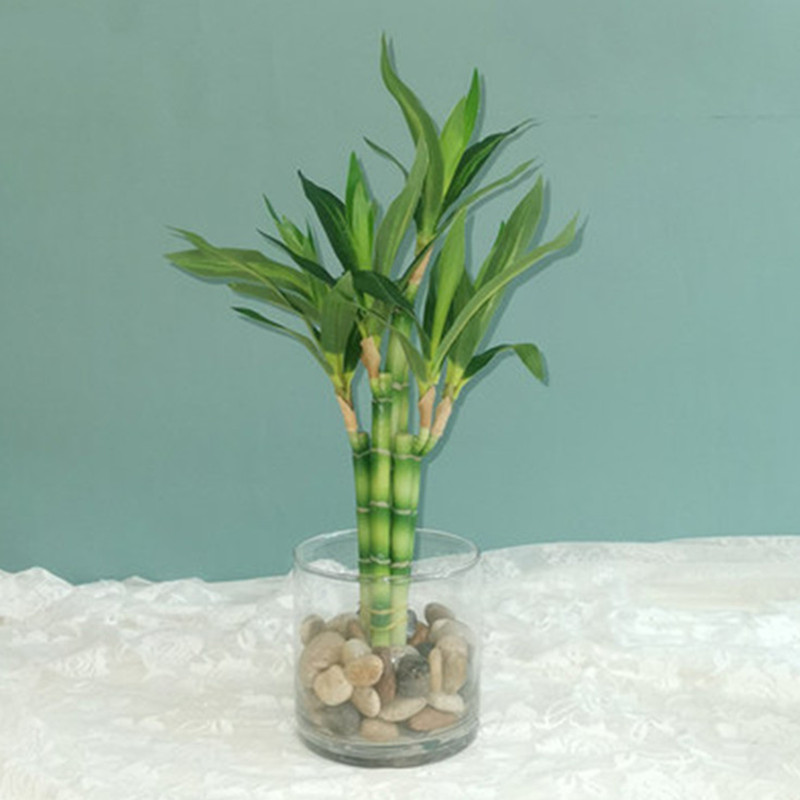 New 40cm rFtificial Lucky Bamb - Aquarium Fish Pot 评论和价格