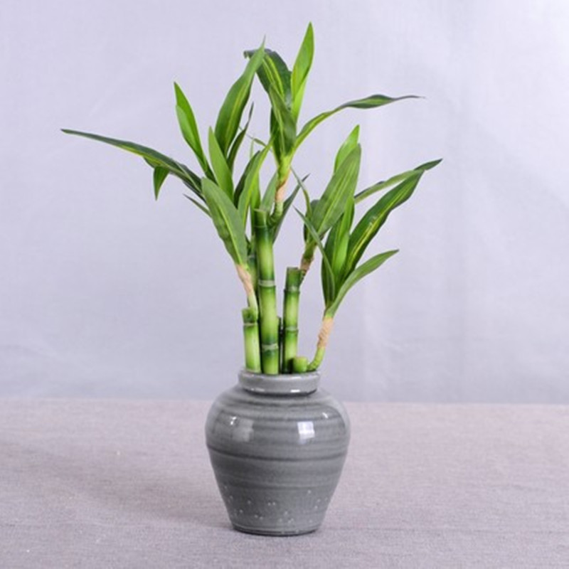 New 40cm rFtificial Lucky Bamb - Aquarium Fish Pot 评论和价格