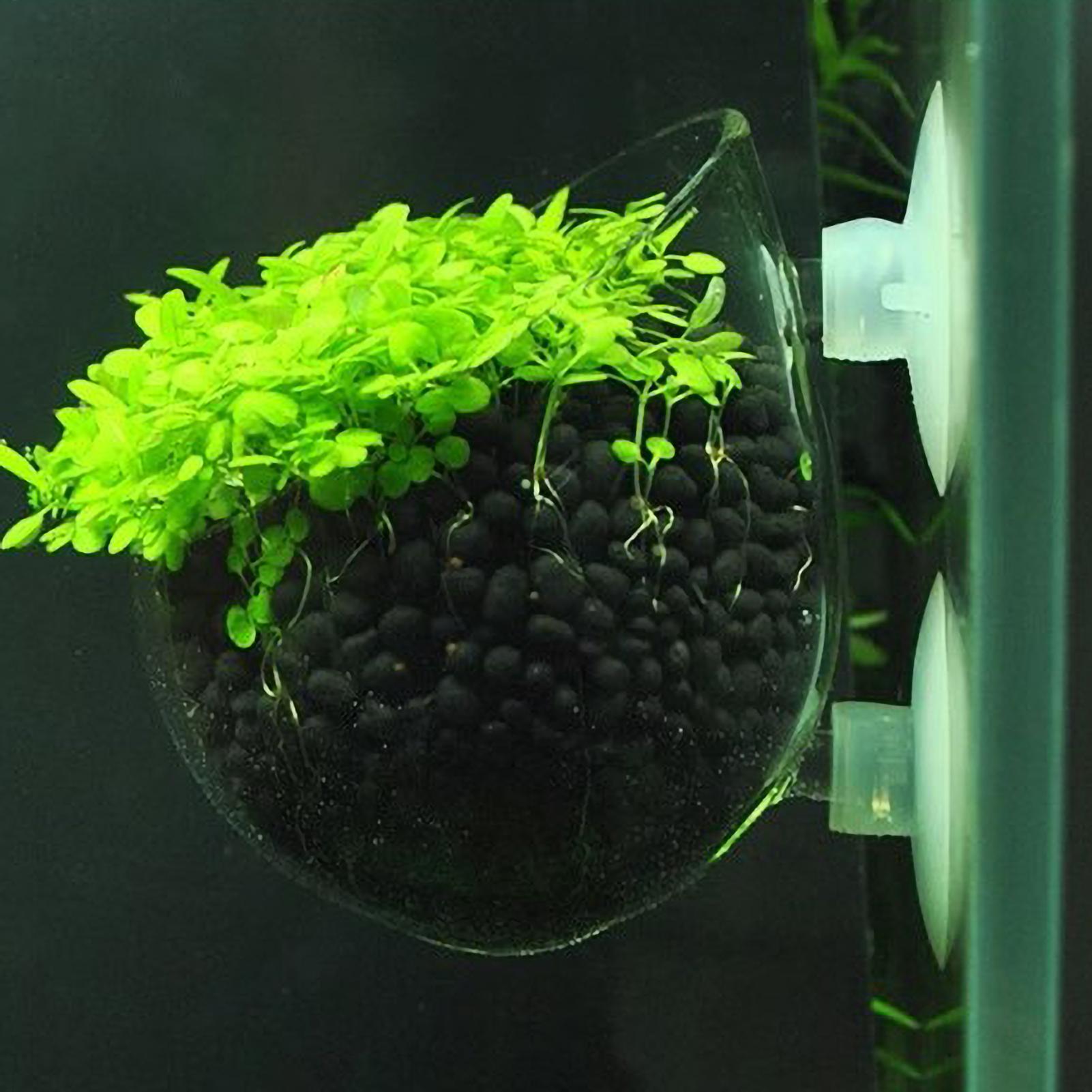Aquarium Plant Holder Glass Aq - Aquarium Fish Pot 评论和价格