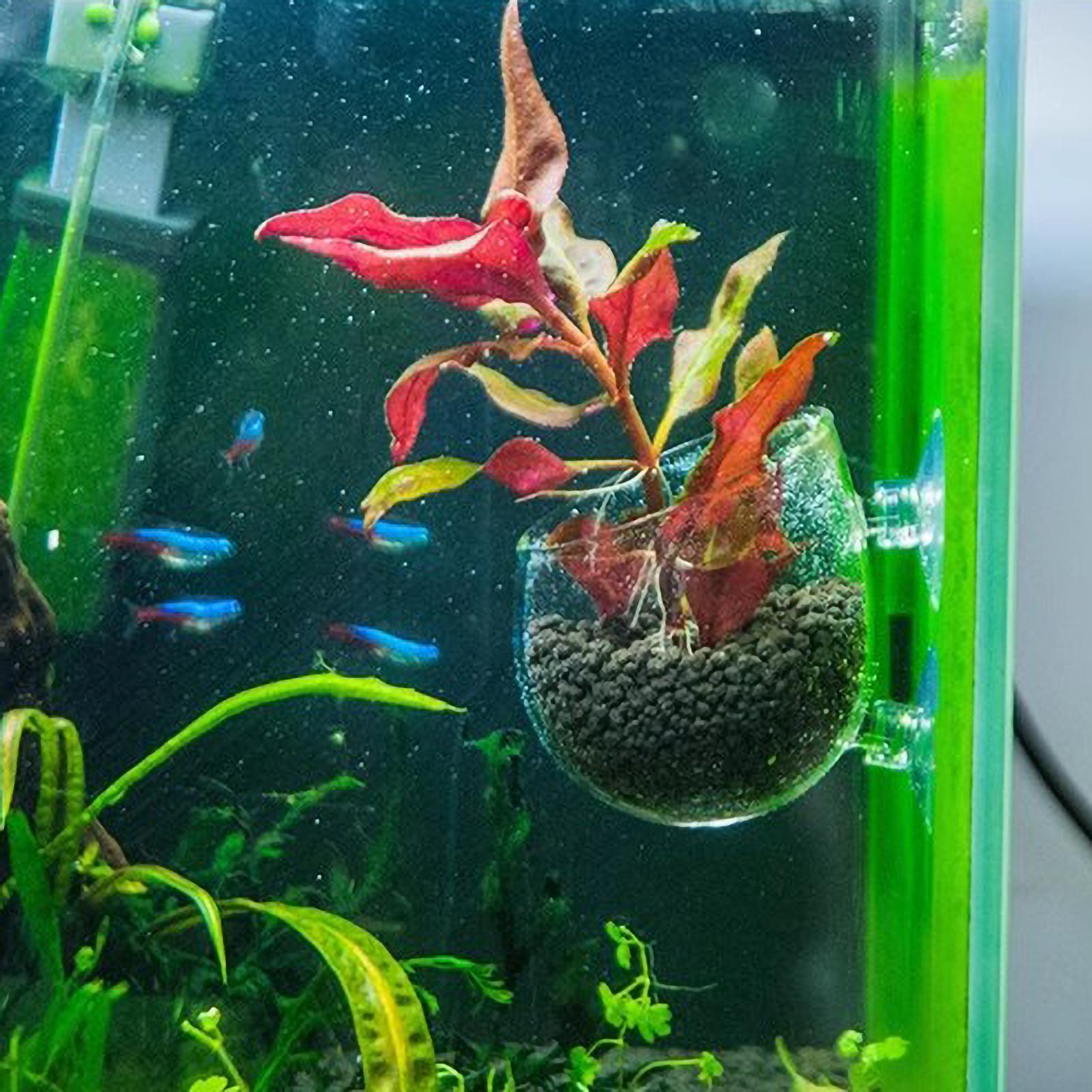 Aquarium Plant Holder Glass Aq - Aquarium Fish Pot 评论和价格