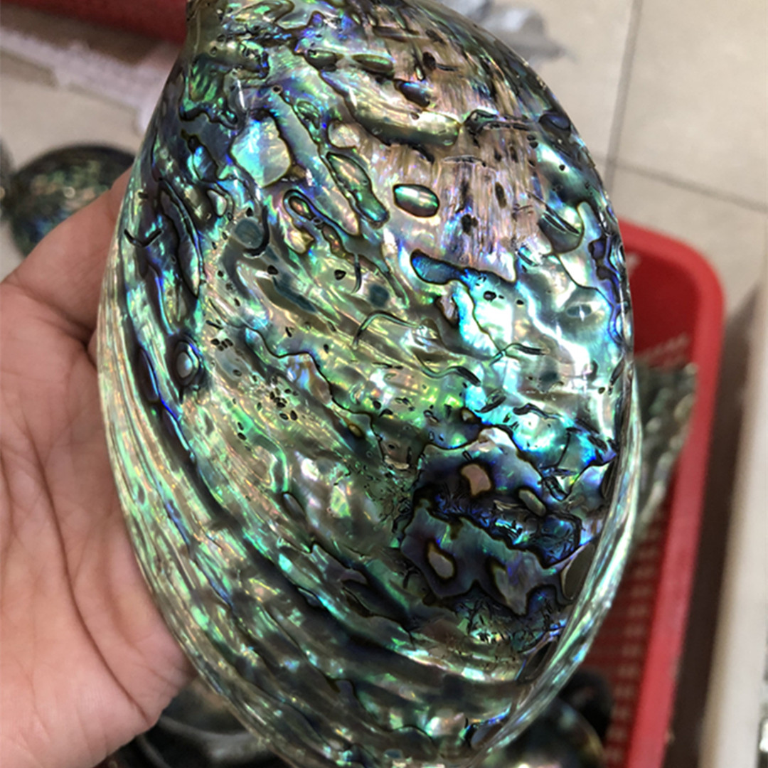 1 Pc New Zealand Natural Polis - Aquarium Fish New Zealand 评论和价格
