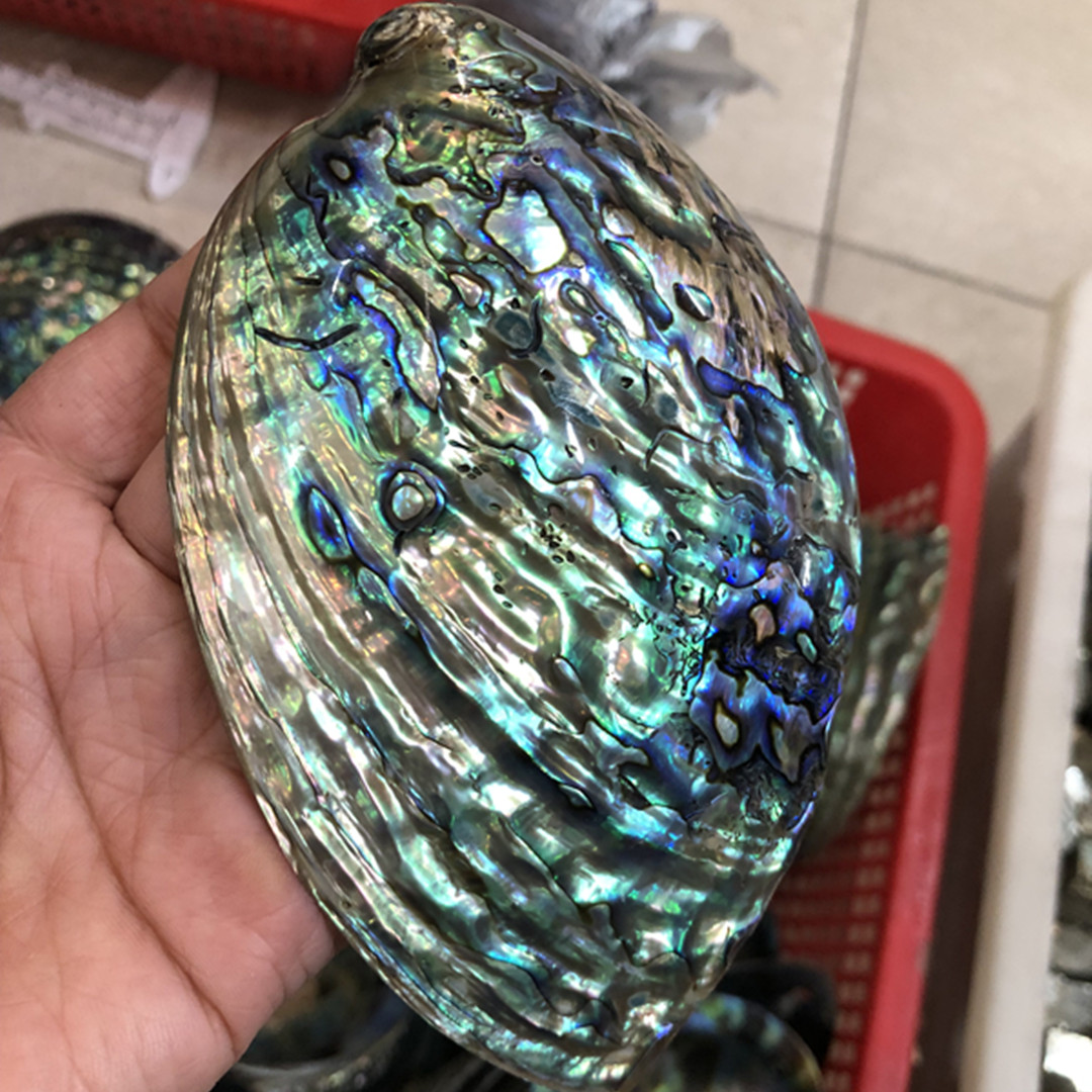 1 Pc New Zealand Natural Polis - Aquarium Fish New Zealand 评论和价格