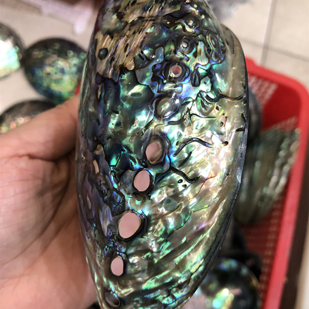 1 Pc New Zealand Natural Polis - Aquarium Fish New Zealand 评论和价格